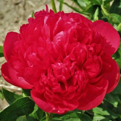 Command Performance upr